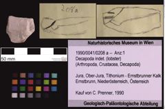 Foto (Objekt + Etiketten) von Decapoda indet. (lobster) (NHMW-GEO-1990-0041-0208a)